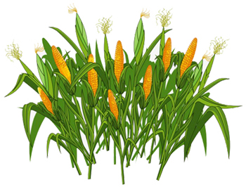 Crop and Food Production