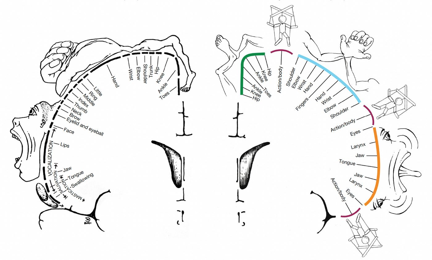 Function of brain structure