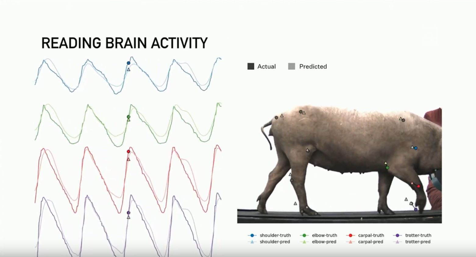 Neuralink Pig Trial